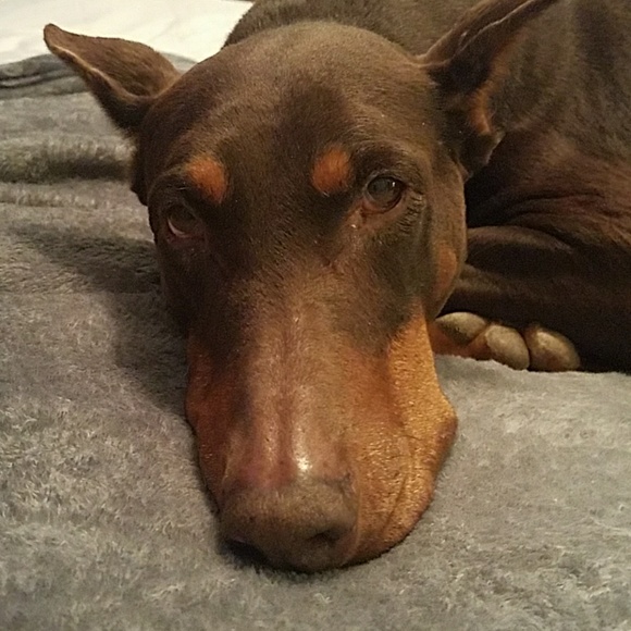 Meet your posher - Picture 4 of 4